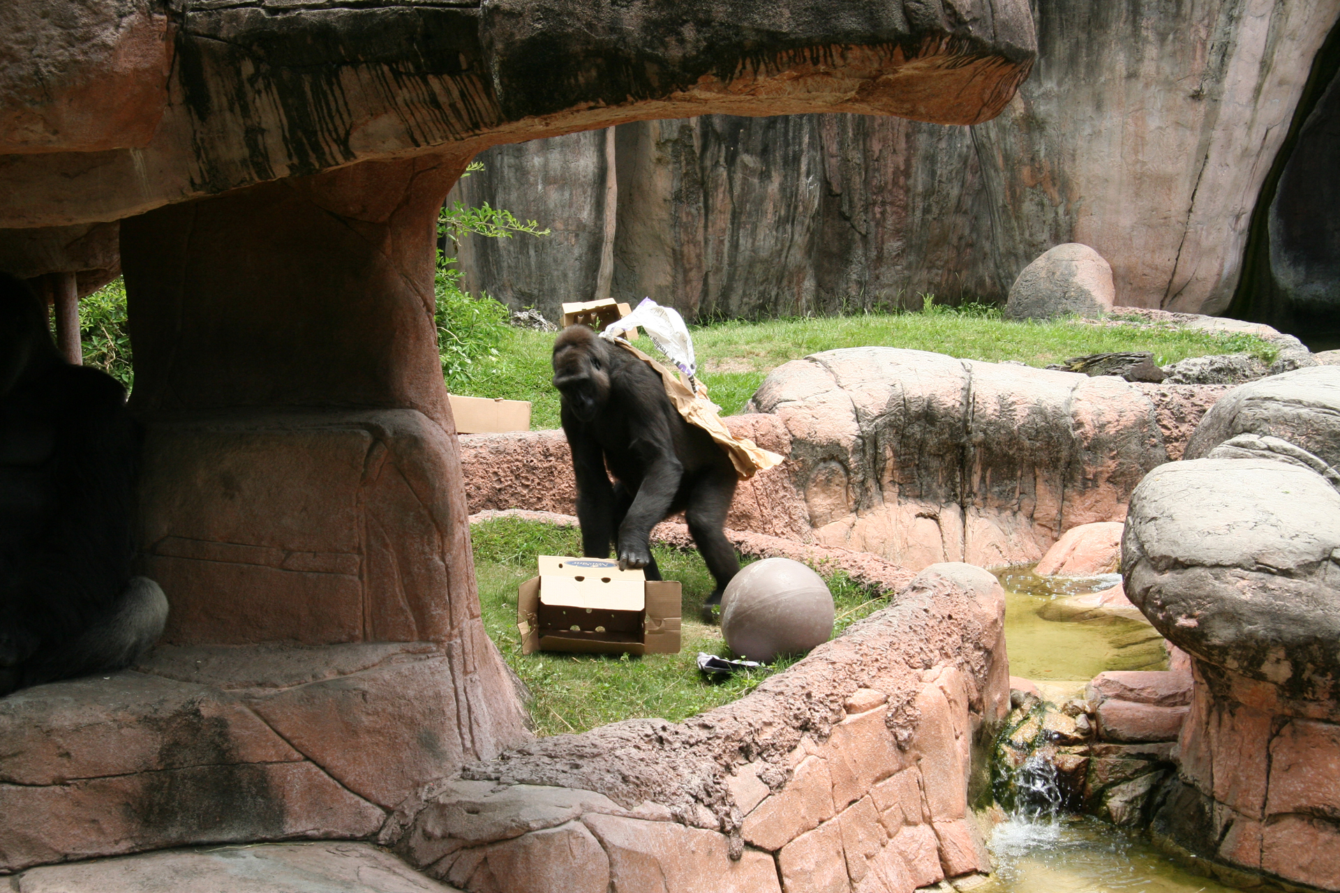 jungea Gorilla-Mädchen „Praline“ beim Spielen/young female gorilla |dq|Praline|dq| playing